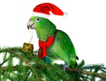 Bird Themed Christmas Gift Ideas