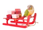 Christmas Presents for Parrots & Parakeets