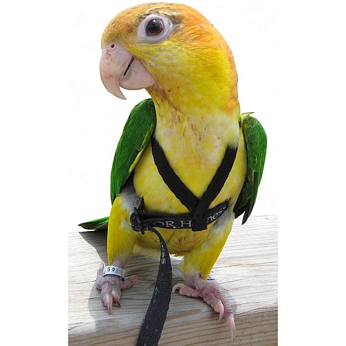 Aviator Harness X-Small