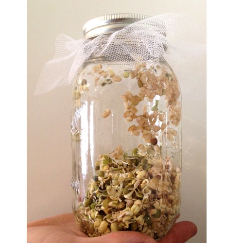 Best Bird Food Ever Complete Sprouting Kit - Wheat Free Blend