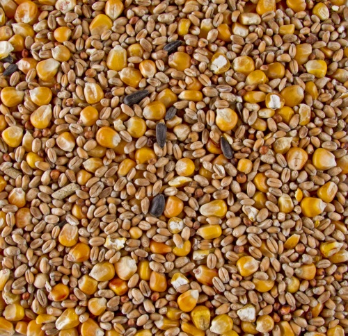 Deli Nature Chix Grain Mix (with Whole Maize)