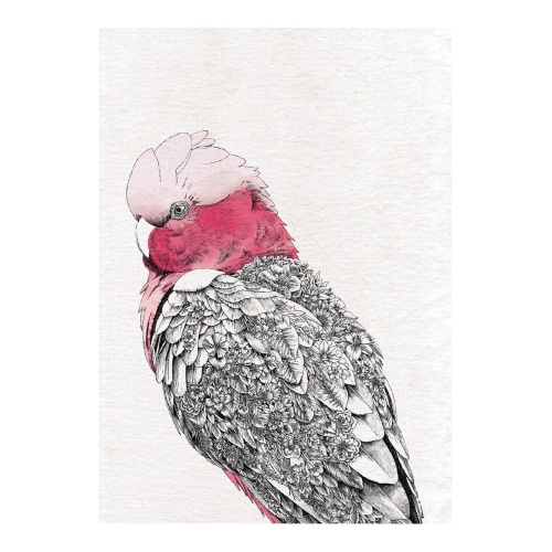 Galah White Cotton Tea Towel 50x70cm