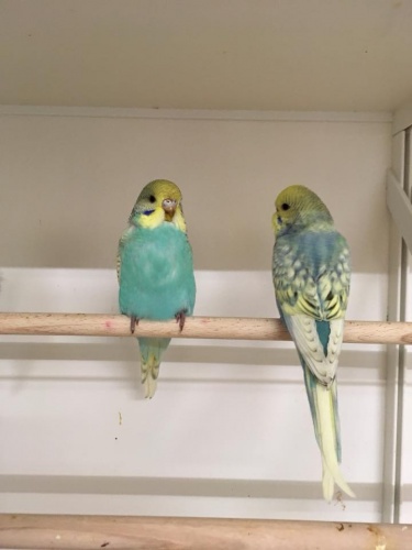 Budgerigars (Budgies) Garden Feathers Bird Supplies | Poultry Supplies ...