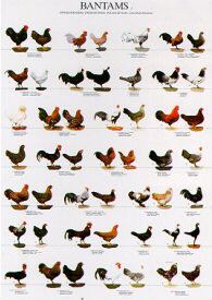 Poster Bantams 1 68 x 98cm Garden Feathers Bird Supplies | Poultry ...